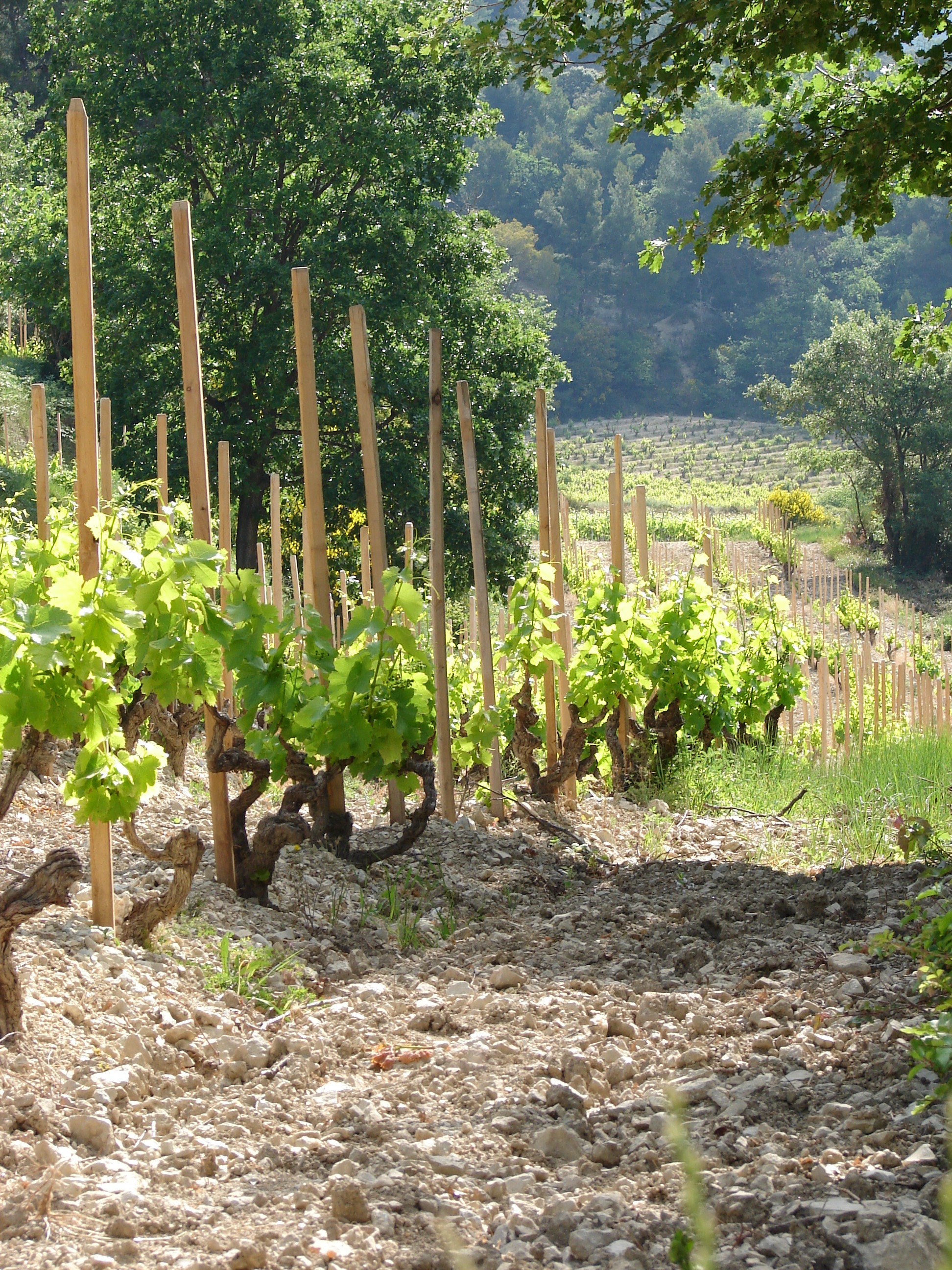 Chateau de Saint Cosme